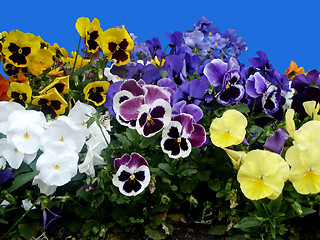 Image showing Field of flowers