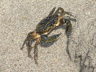 Image showing crab