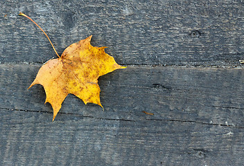 Image showing yellow leaf