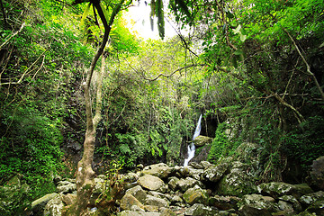 Image showing Hidden rain forest waterfall with lush foliage and mossy rocks 