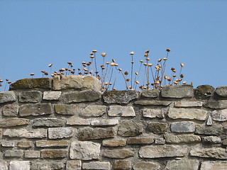 Image showing wall