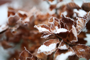 Image showing Copper Beech 