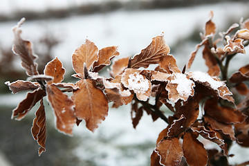 Image showing Copper Beech in Winter