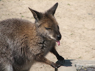 Image showing kangaroo