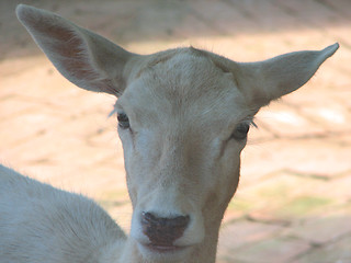 Image showing fallow-deer