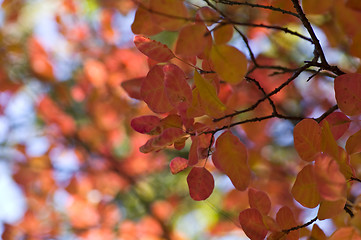 Image showing Autumn background