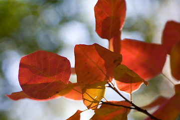 Image showing Autumn background