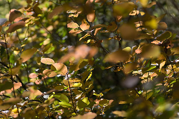 Image showing Autumn background