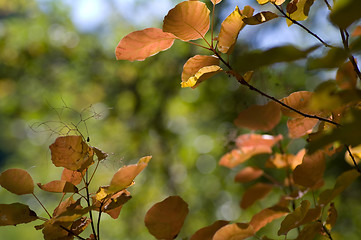 Image showing Autumn background