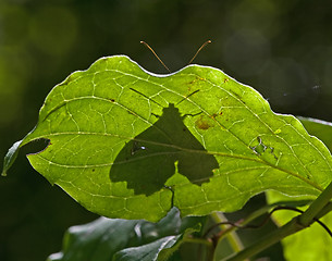 Image showing Hiding butterfly