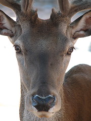 Image showing deer