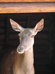 Image showing fallow-deer