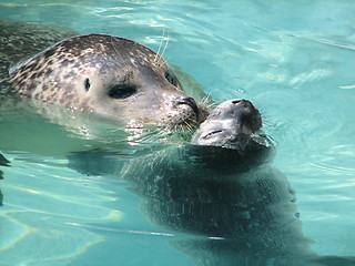 Image showing mama and baby