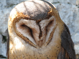 Image showing owl