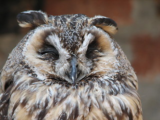 Image showing owl