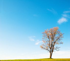 Image showing Autumn landscape with a lonely maple