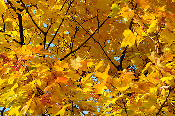 Image showing Close-up Golden Leaves