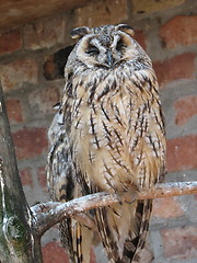 Image showing owl