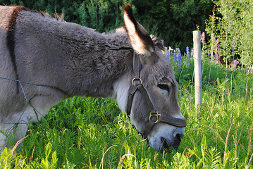 Image showing Donkey