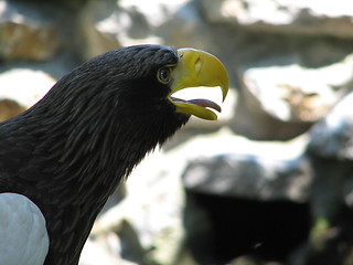 Image showing eagle