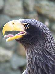 Image showing eagle