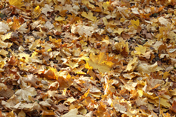 Image showing autumn leaves