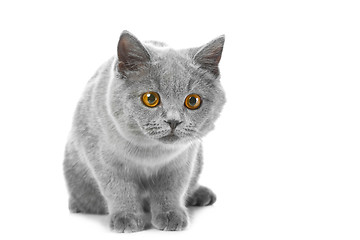 Image showing British blue kitten on isolated white