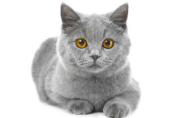 Image showing British blue kitten on isolated white