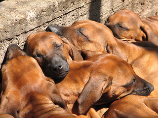 Image showing sliping puppys