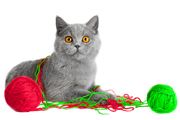 Image showing British blue kitten playing with colorful balls of threads