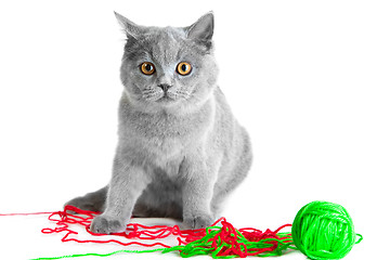 Image showing British blue kitten playing with colorful threads