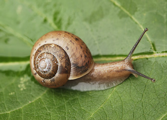 Image showing Small Snail