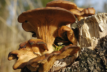 Image showing Mushroom Family