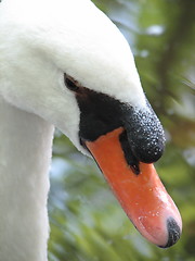 Image showing swan