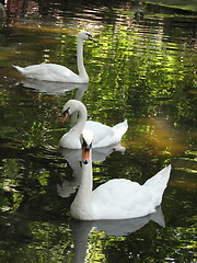 Image showing swan