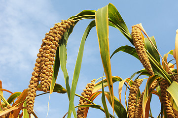 Image showing Millet fields