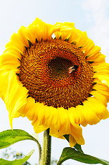 Image showing Sunflower