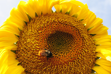 Image showing Sunflower