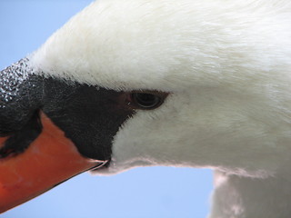 Image showing swan