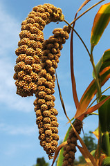 Image showing Millet fields