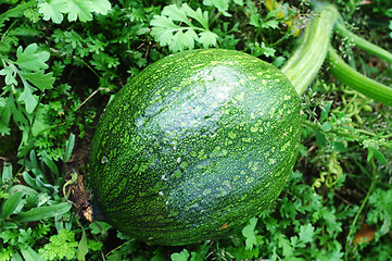 Image showing Green pumpkin