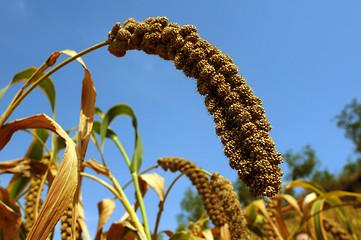 Image showing Millet fields