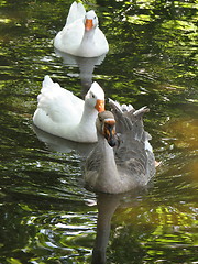 Image showing duck