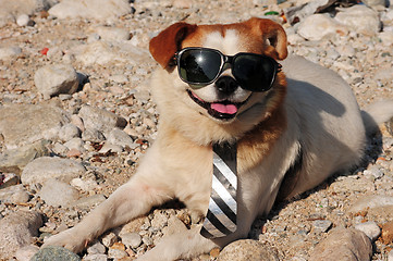 Image showing Funny puppy in sunglasses