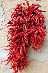 Image showing Hot chili pepper