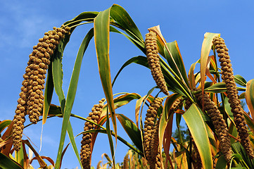 Image showing Millet fields