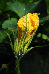 Image showing Pumpkin flower