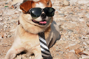 Image showing Funny puppy in sunglasses