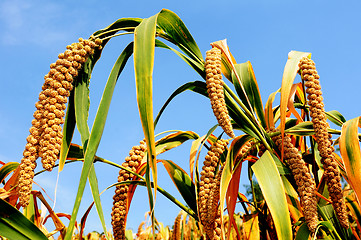 Image showing Millet fields