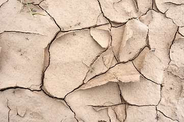 Image showing Cracked earth